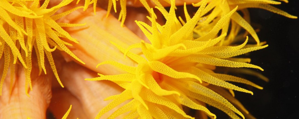 8ecf627fbbca22e249e61a42c537fb9f_s_nightdiving_coralbloom_1500-1500-600-c